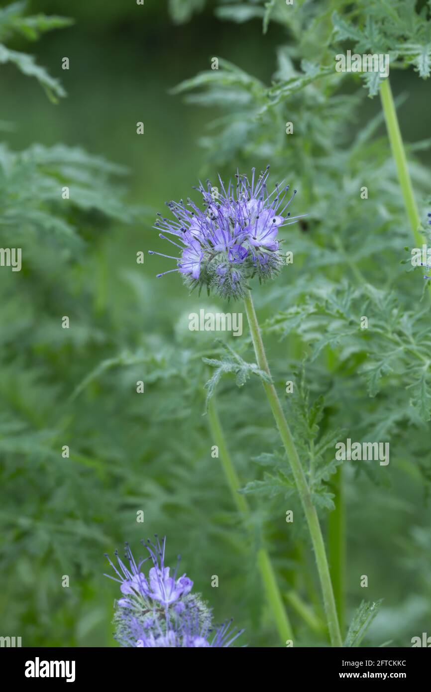 Blue tansy flower hi-res stock photography and images - Alamy