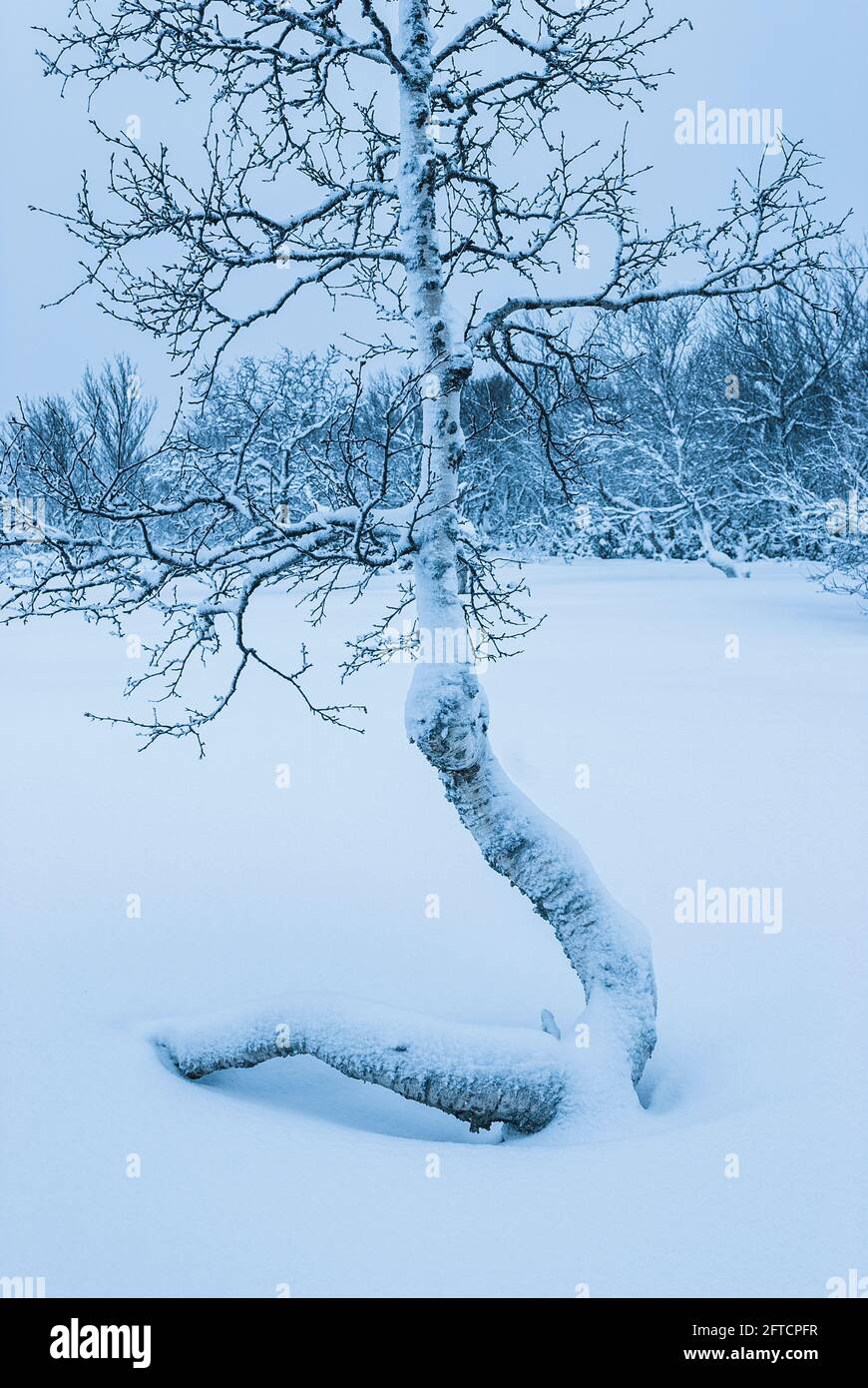 Single birch tree in snow Stock Photo