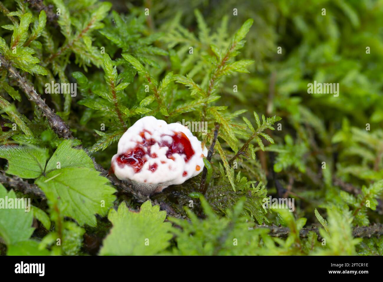 Bleeding tooth fungus, Hydnellum peckii growing among moss Stock Photo