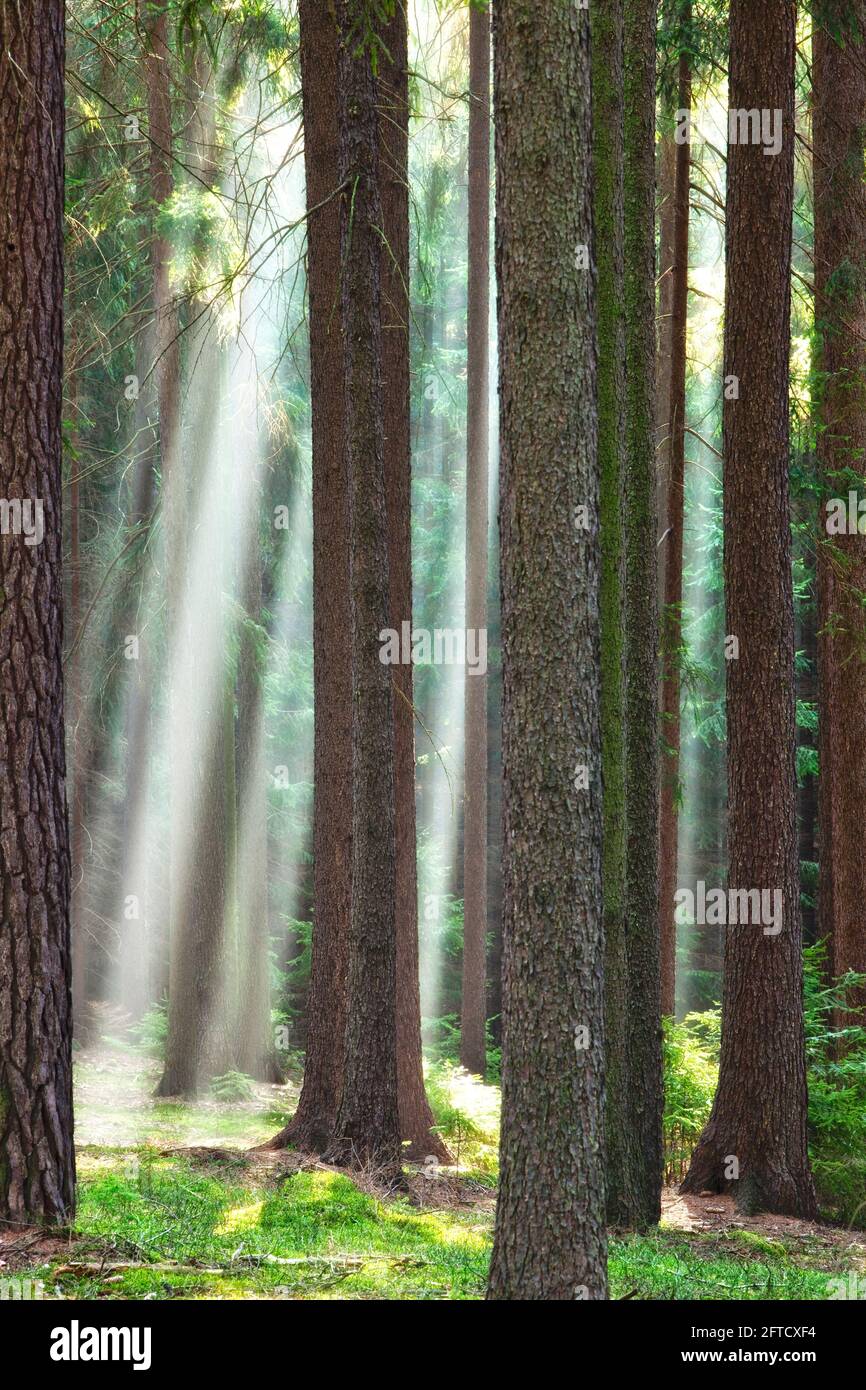 Forest scene with sun rays shining through branches. Stock Photo