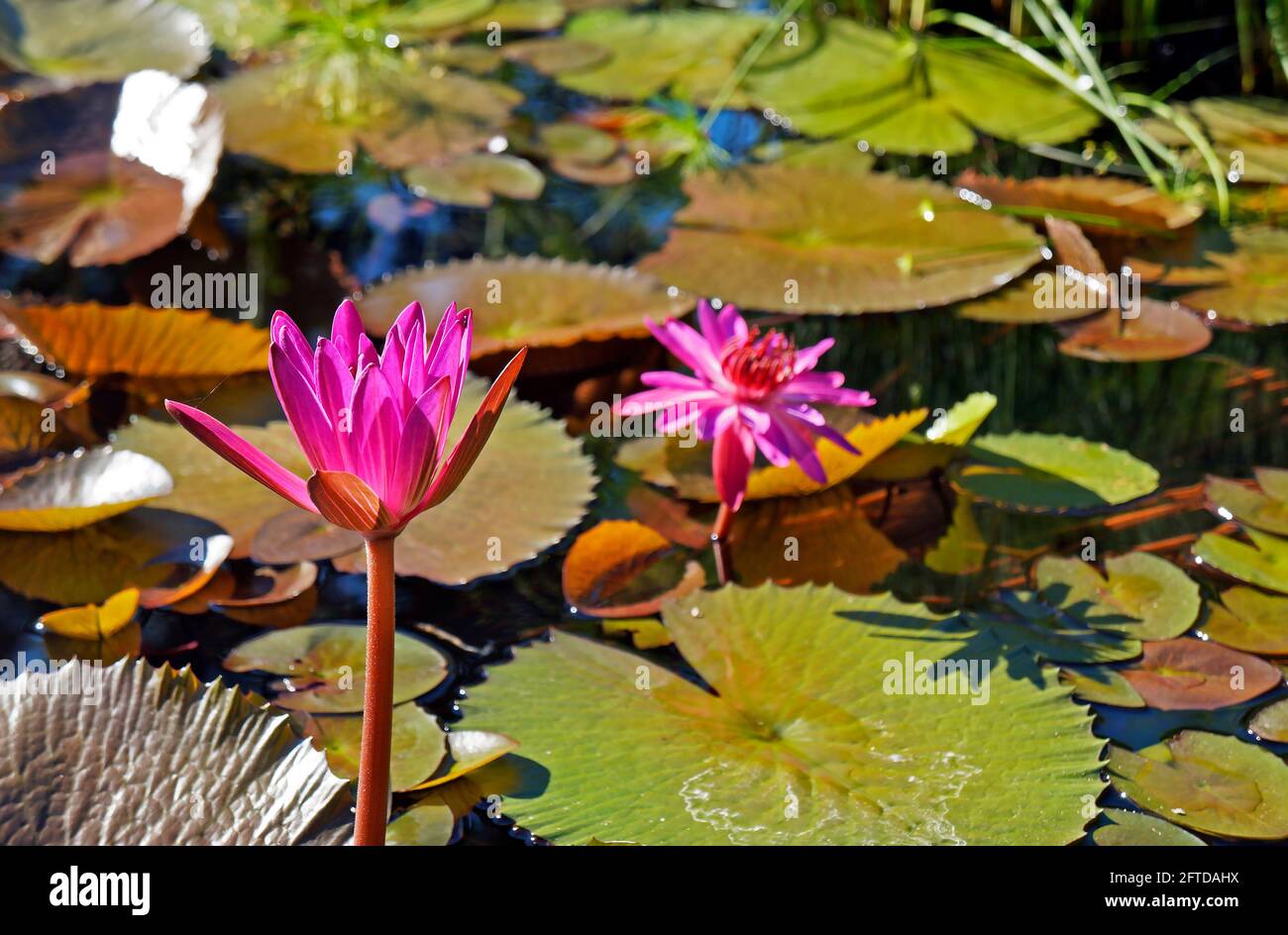 Pink water lily (Nymphaea rubra) Stock Photo