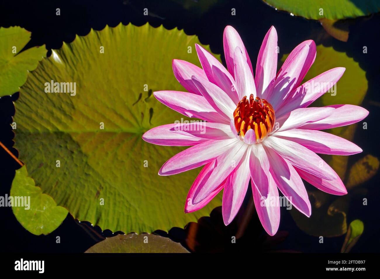 Pink water lily (Nymphaea pubescens) on lake Stock Photo