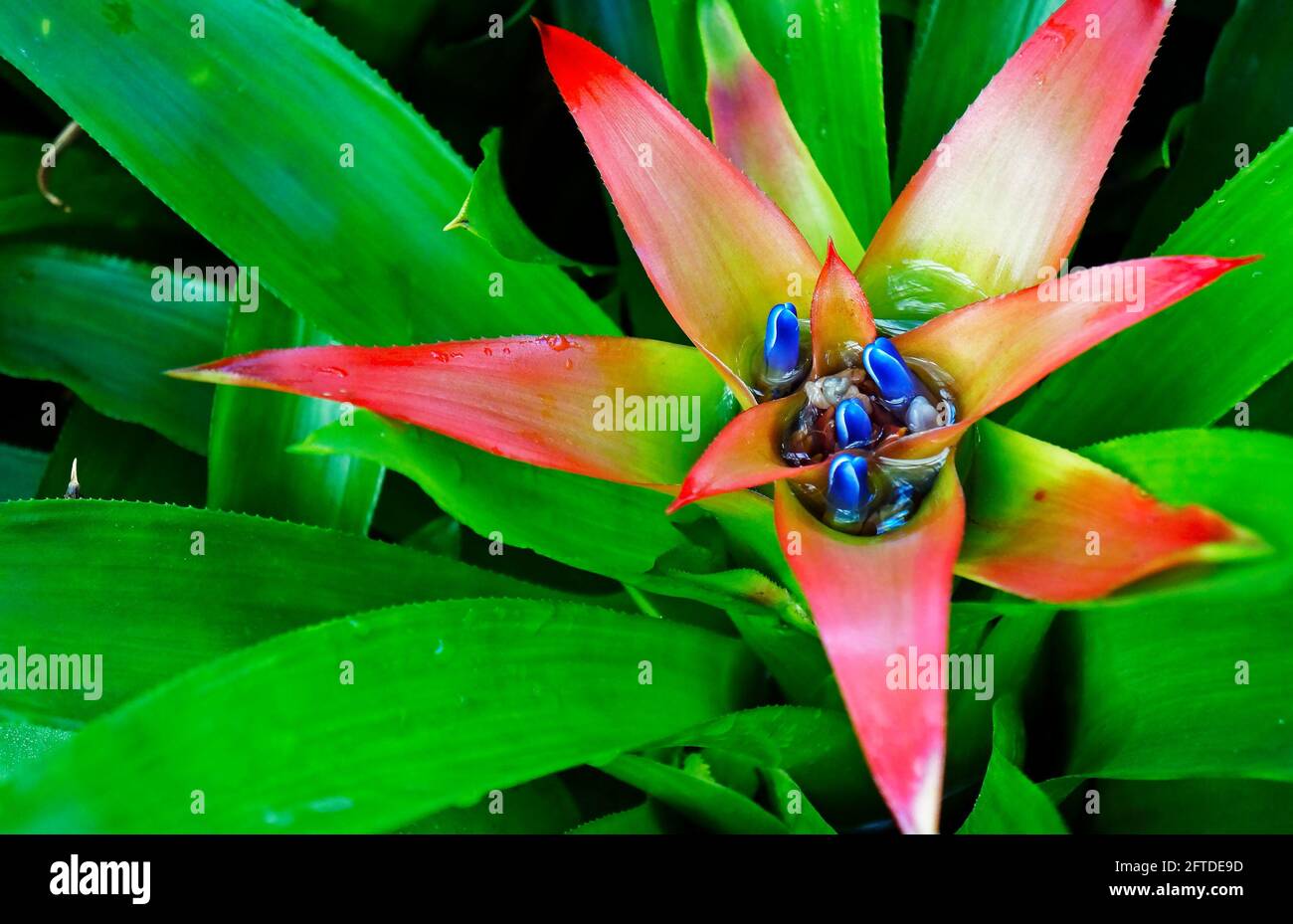 Bromeliad inflorescence on tropical garden, Rio Stock Photo