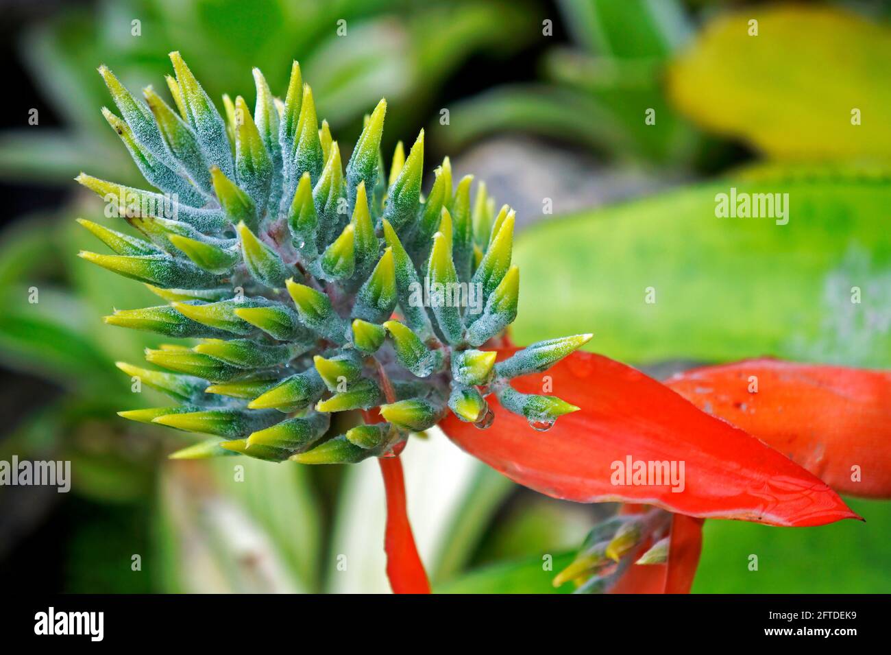 Bromeliad inflorescence on tropical garden, Rio Stock Photo