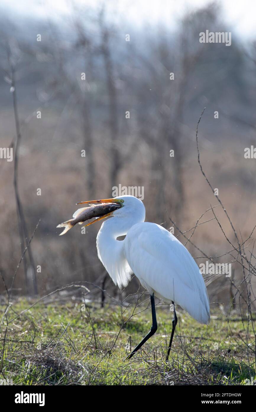Great Egret, Ardea alba, swallowing channel catfish, Ictalurus punctatus, caught from canal on the San Luis NWR, Merced County, California Stock Photo
