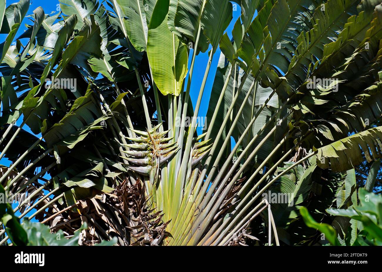 Ravenala madagascariensis hi-res stock photography and images - Alamy