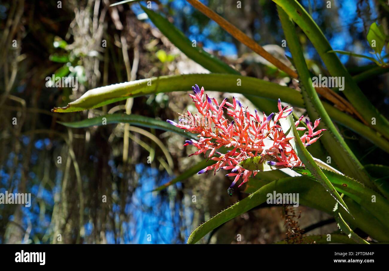 Pink bromeliad inflorescence, Rio, Brazil Stock Photo