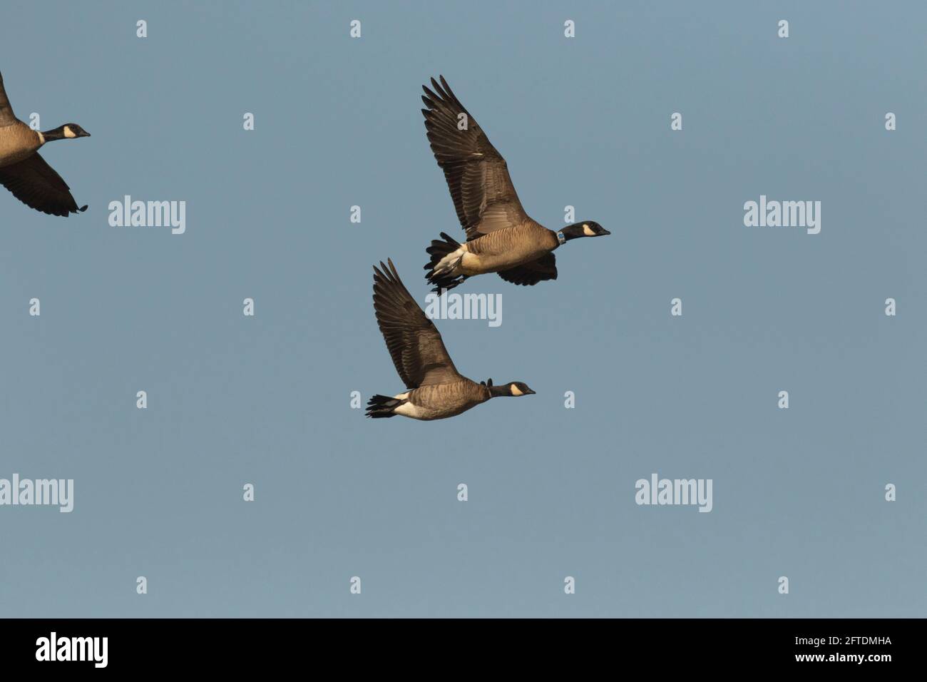 Cackling Canada Geese, Branta canadensis, trio in flight, one goose
