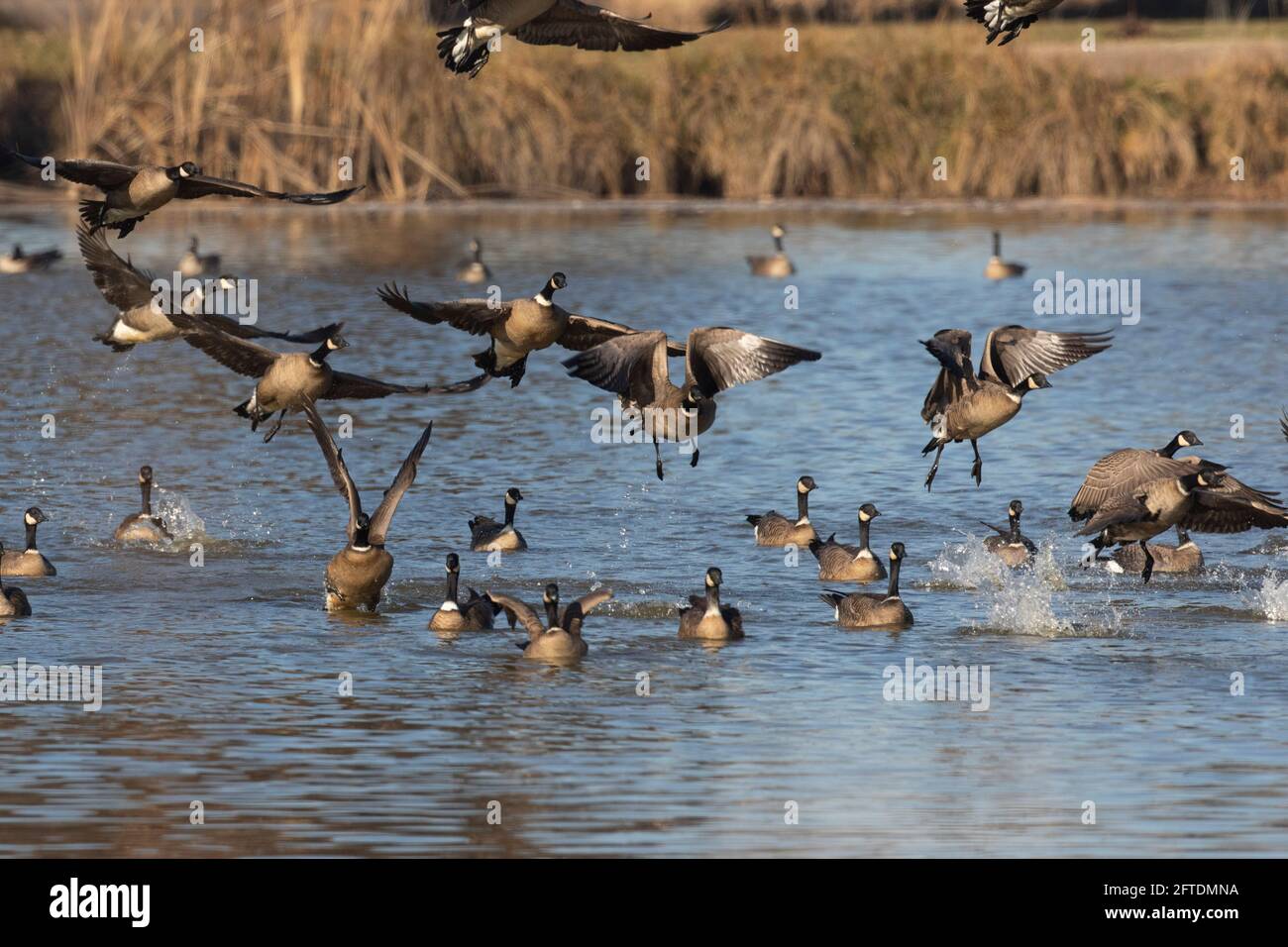 Aleutian subspecies hi-res stock photography and images - Alamy
