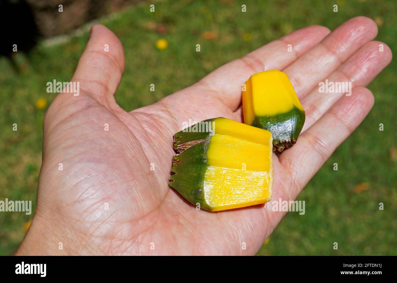 Common screwpine fruits on hand (Pandanus utilis Stock Photo Alamy