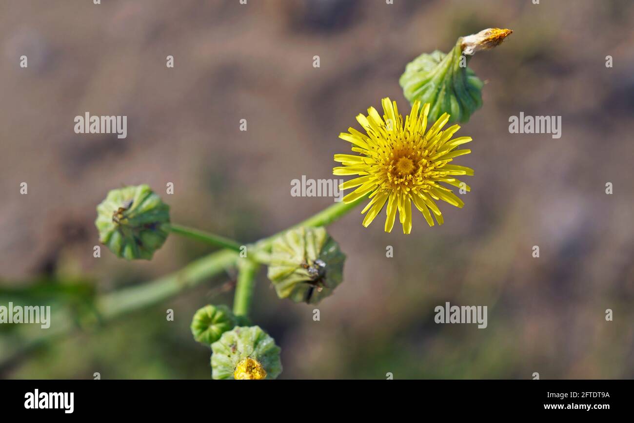 Common sow thistle flower (Sonchus oleraceus) Stock Photo