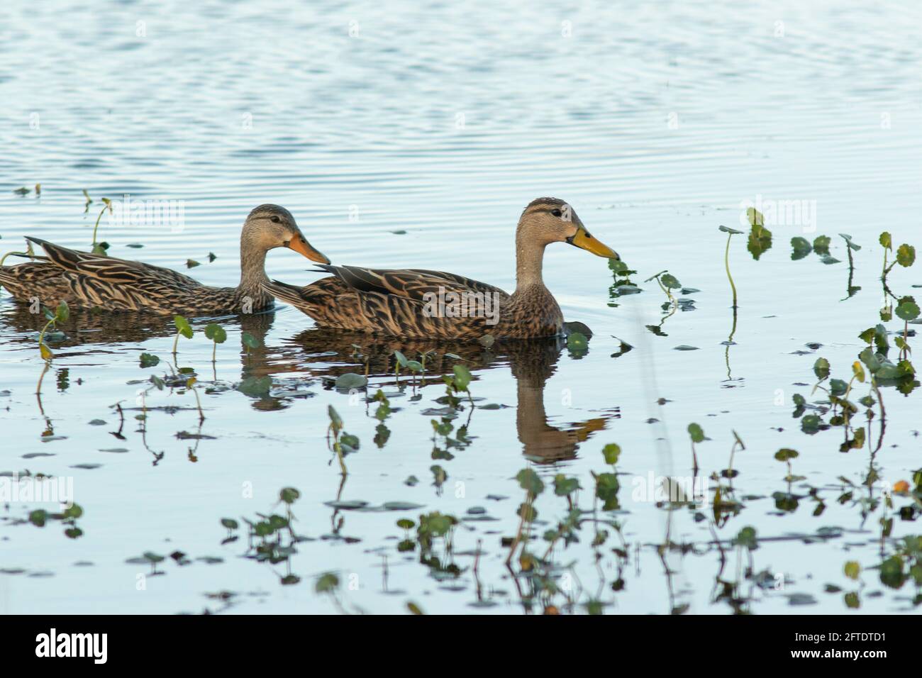 A Mottled Duck pair, Anas fulvigula, swims through a vegetated wetland near Orlando, Florida. Stock Photo