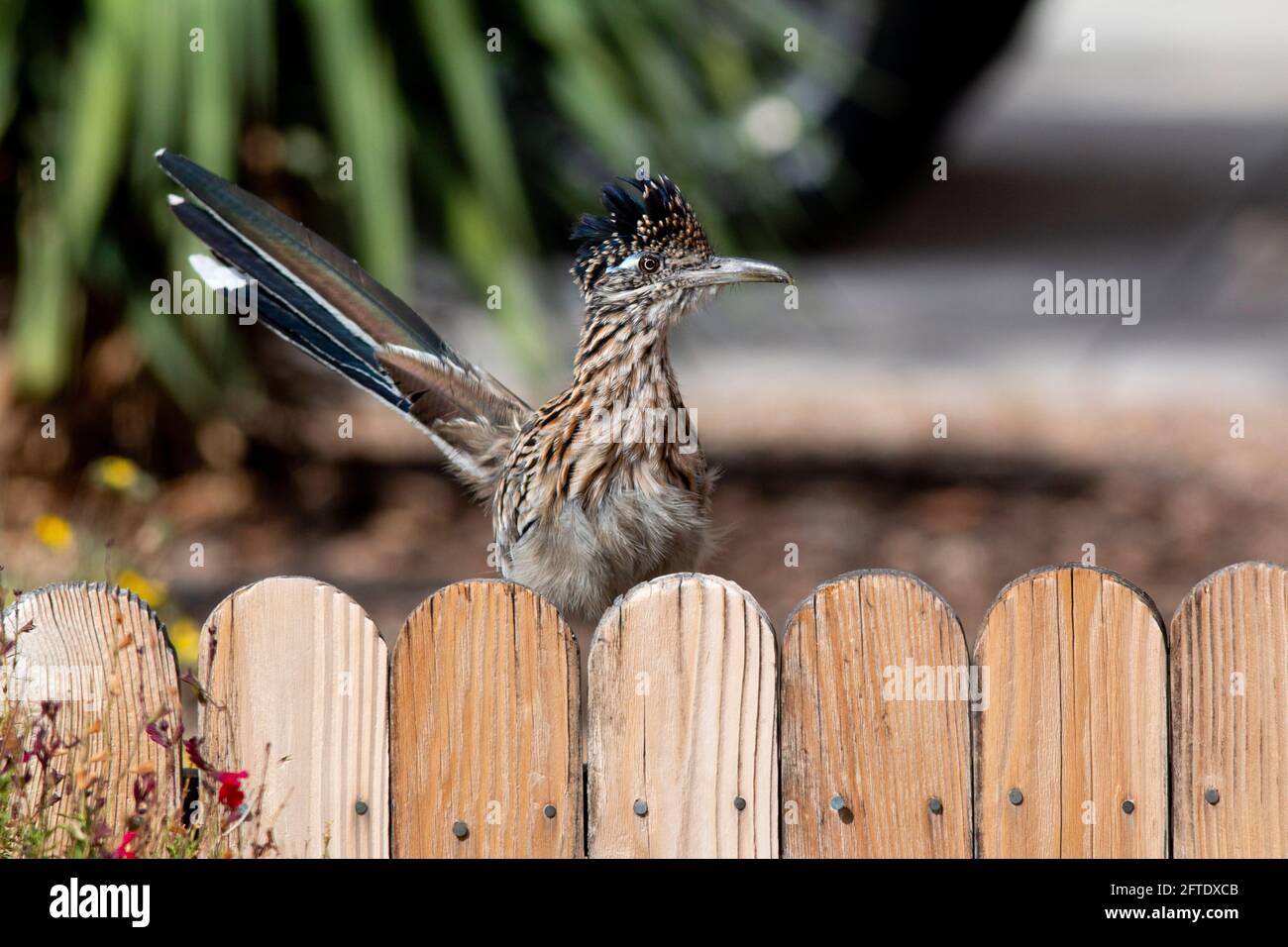 Greater Roadrunner, Geococcyx californianus, poses on residential fence around xerophytic landscaping in Albuquerque, New Mexico. Stock Photo
