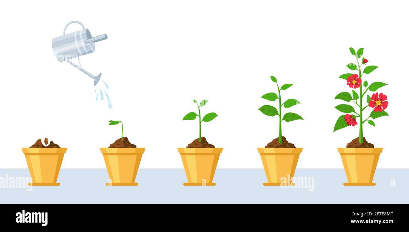 Flower growth process. Seedling, watering and gardening flowers phases. Stage of sprout growing into blossom plant in pot vector infographic Stock Vector