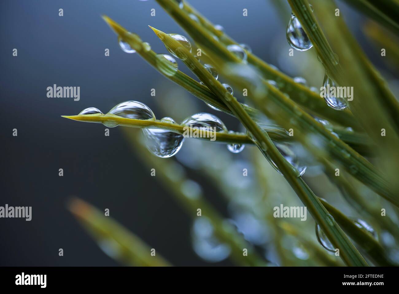 Waterdrops on the pine tree after rain, closeup, macro Stock Photo
