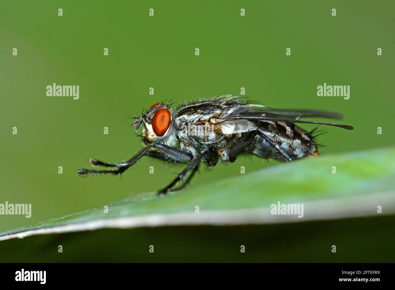 fly cleaning itself Stock Photo Alamy