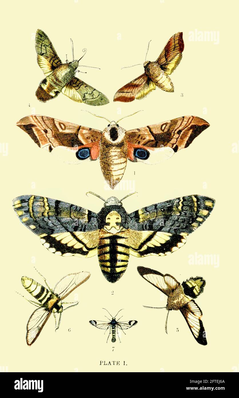 An eclipse of vintage moths. Stock Photo
