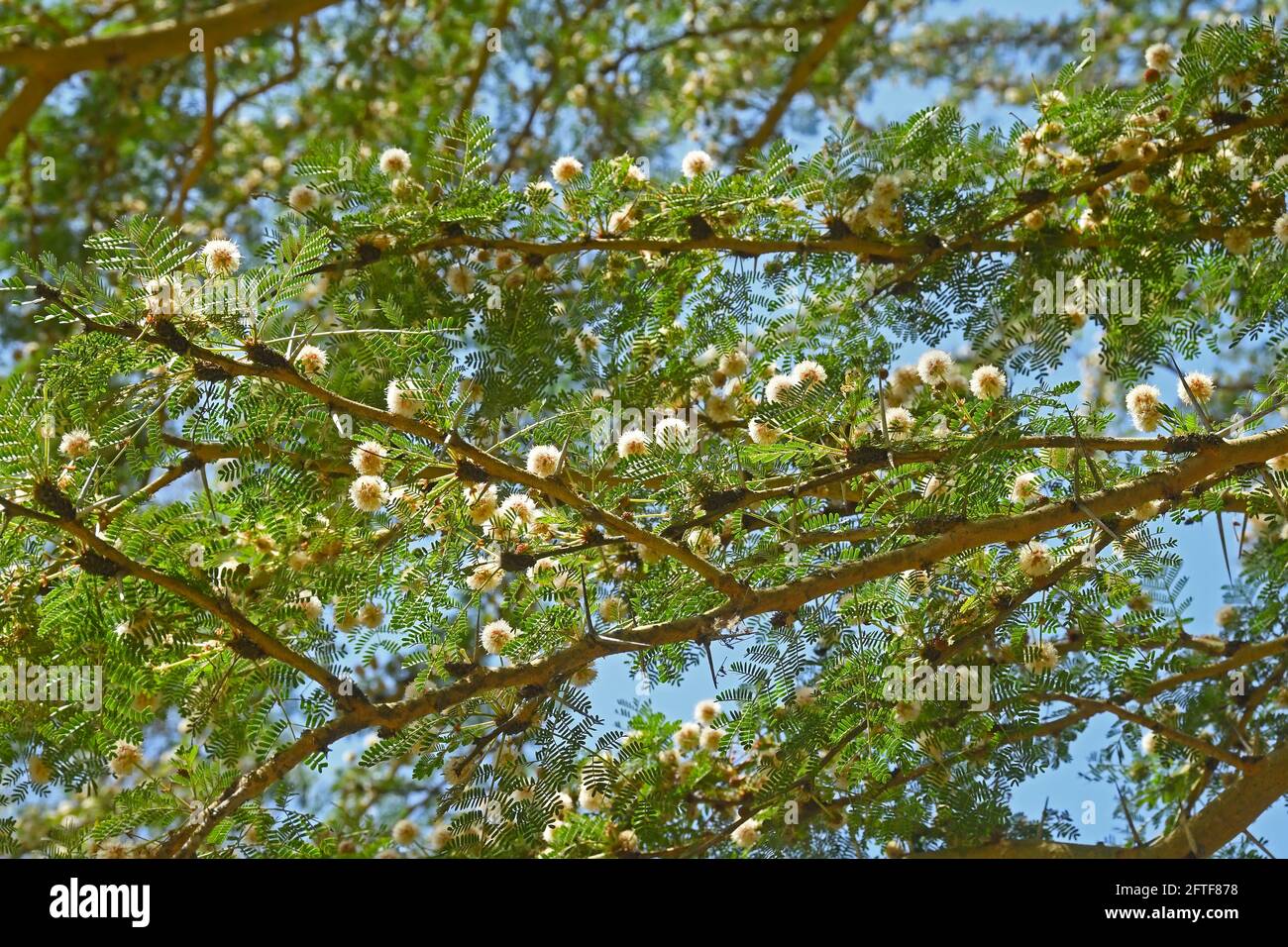 Acacia xanthophloea Stock Photo