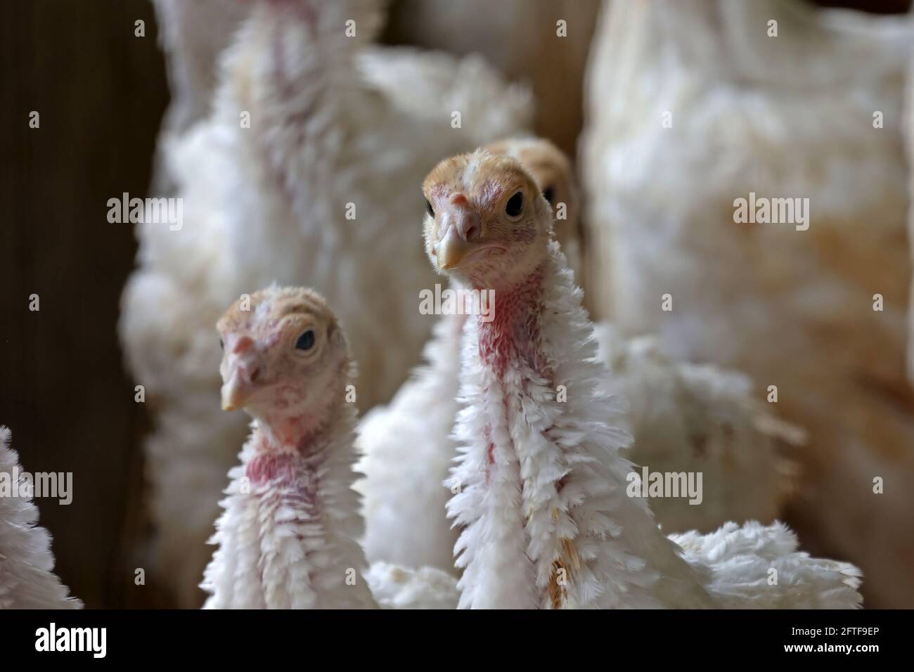 Young turkeys. Production process in a poultry company Stock Photo Alamy