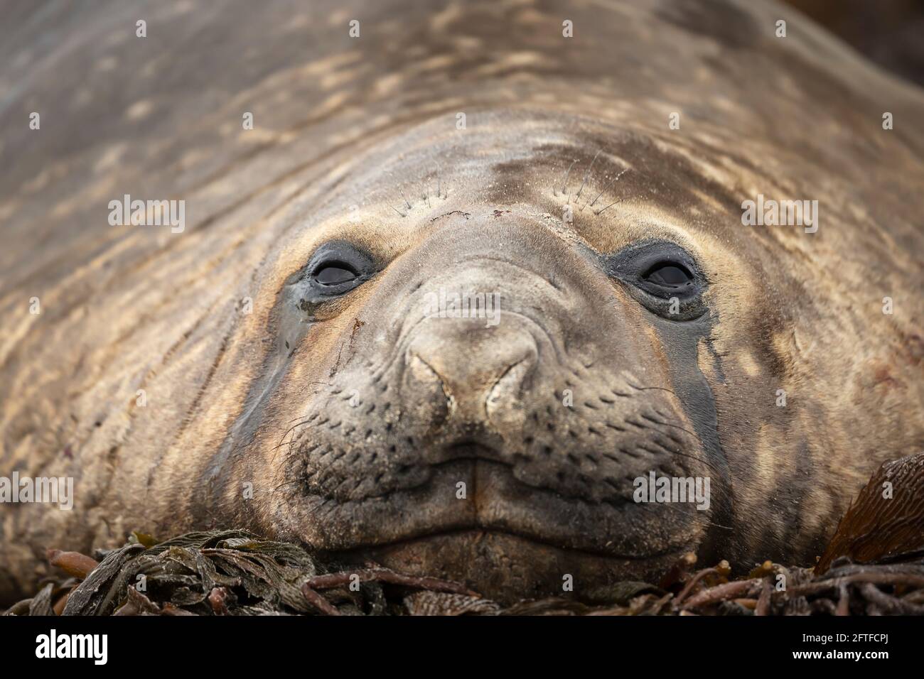 Close up of a Southern Elephant seal lying on sea weeds on a coastal area of the Falkland Islands. Stock Photo