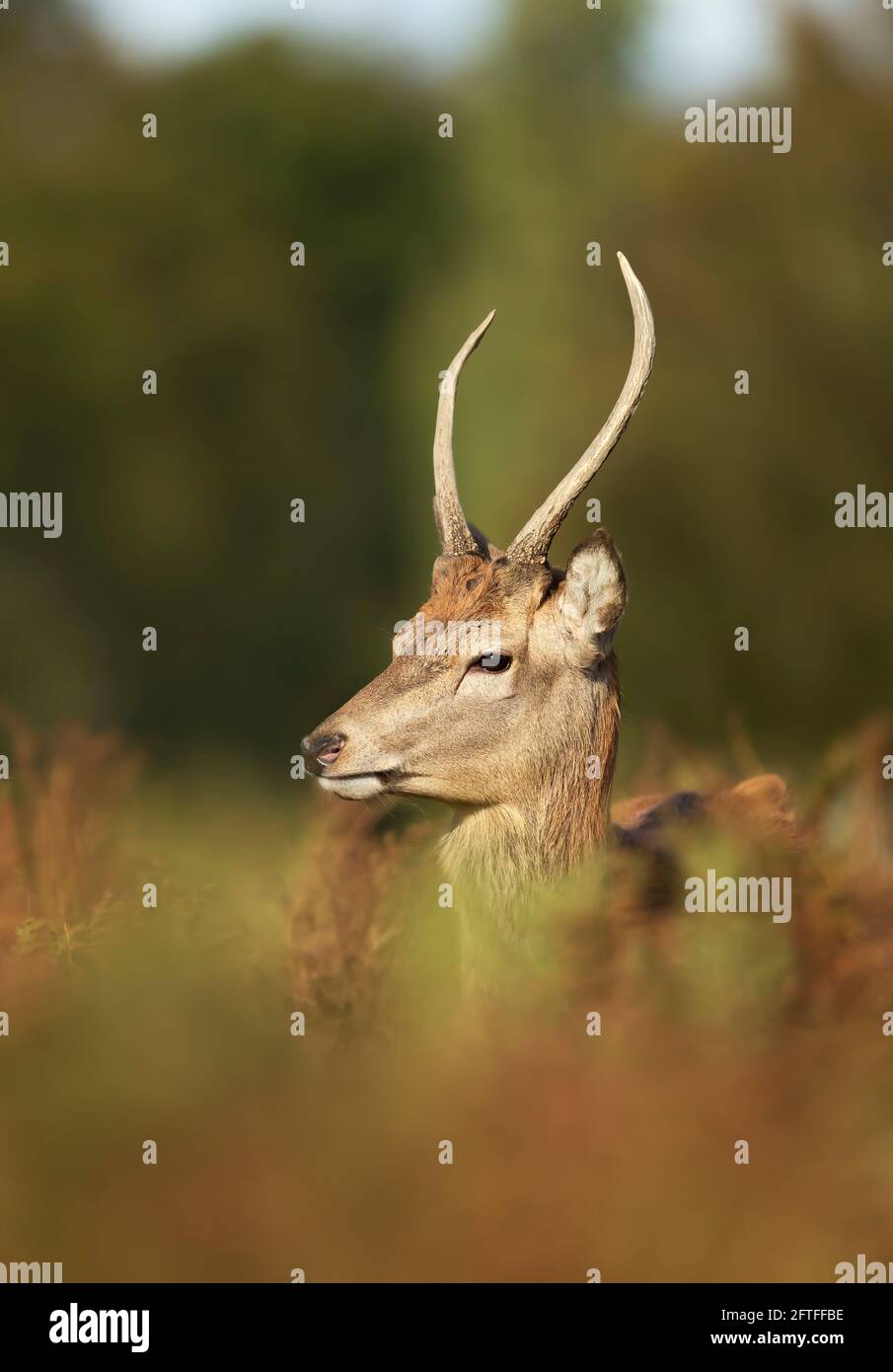 Close up of a young Red Deer stag standing in bracken in autumn, UK. Stock Photo