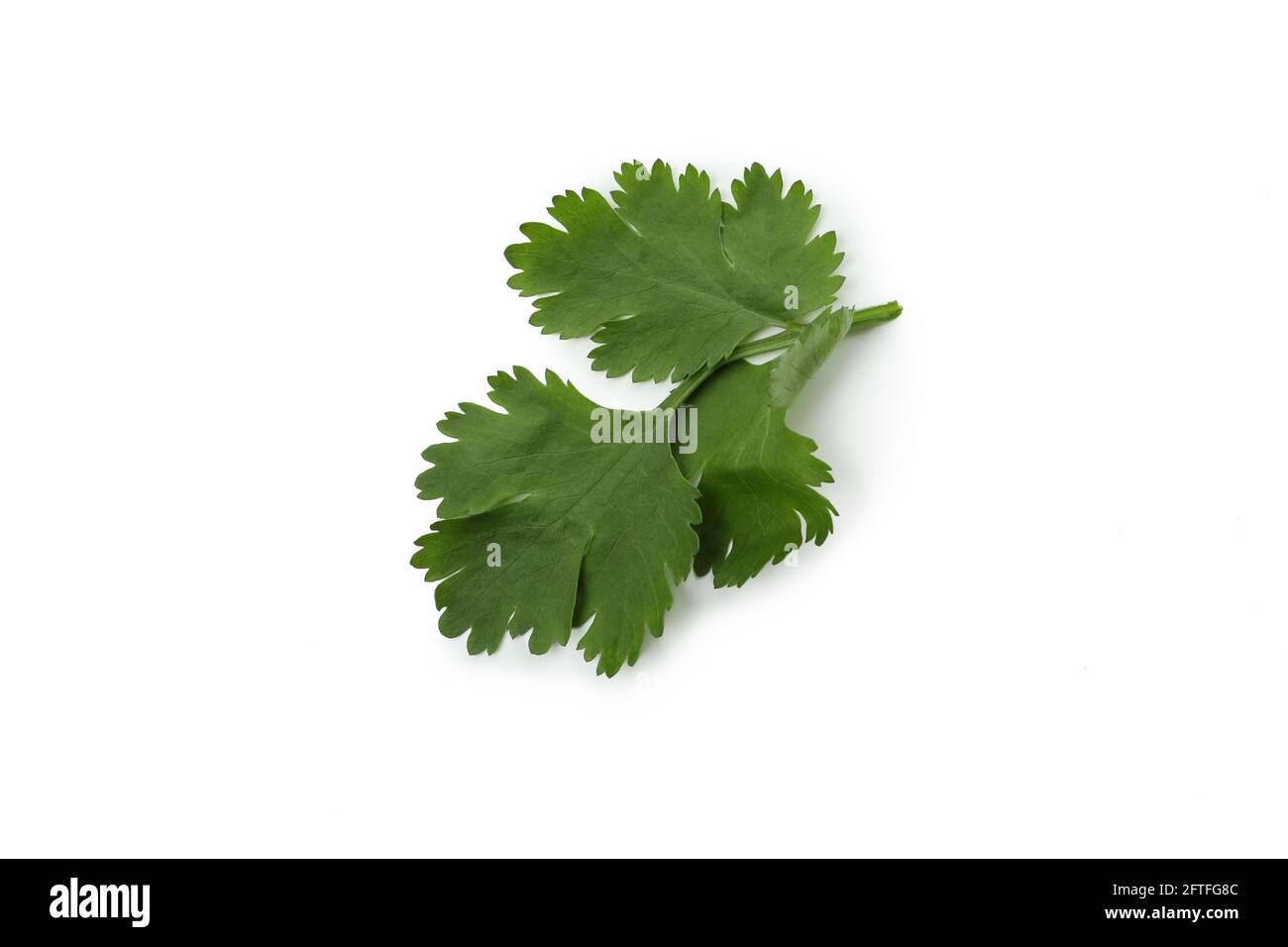 Fresh green parsley isolated on white background Stock Photo - Alamy