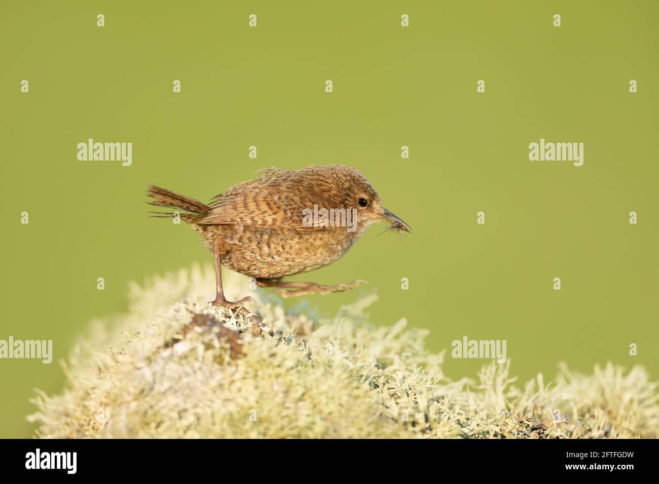 Close up of a Shetland wren walking on a mossy stone with an insect in a beak. Stock Photo