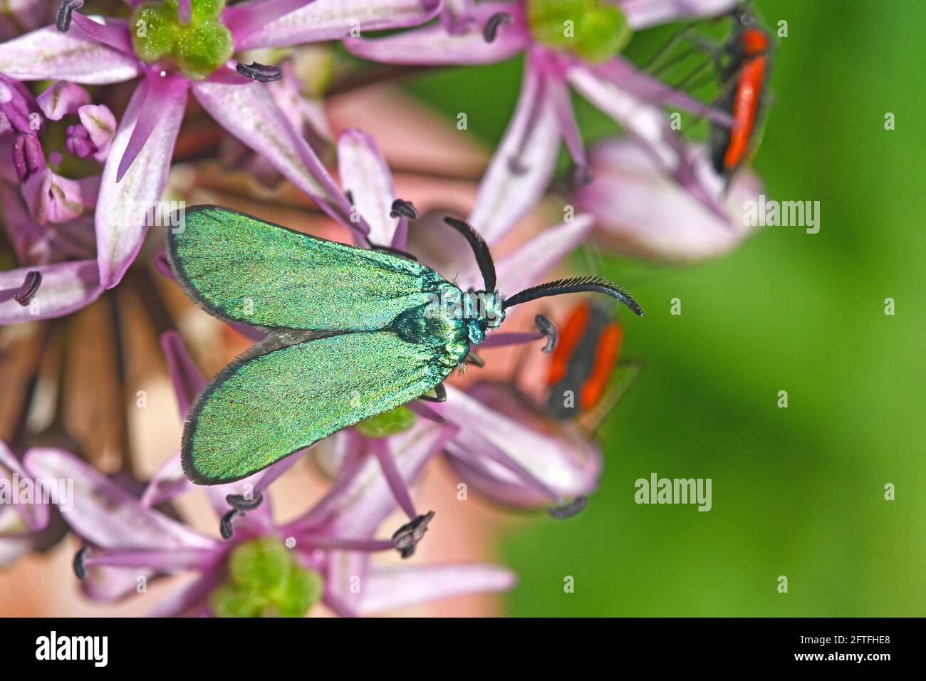 Adscita moth - Green forester Stock Photo