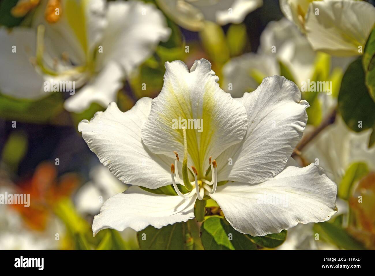 Bauhinia alba - White Orchid Tree Stock Photo
