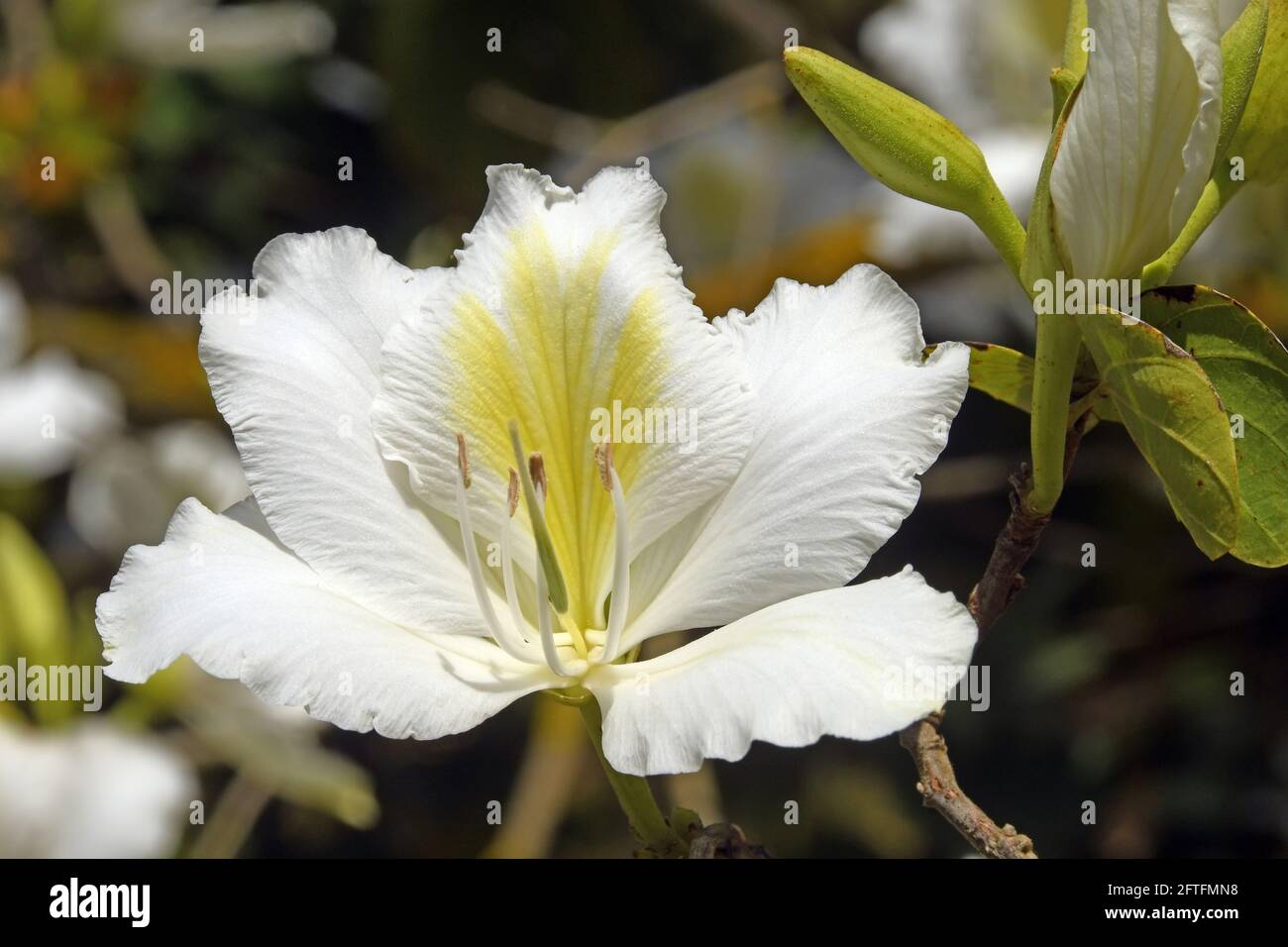 Bauhinia alba - White Orchid Tree Stock Photo