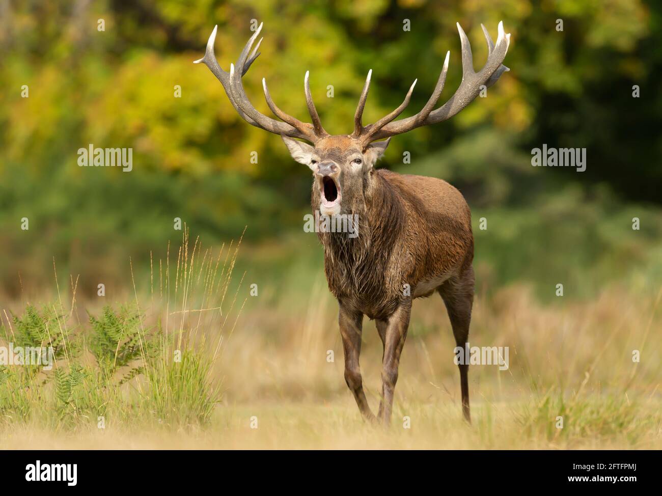Close-up of a red deer stag calling during rutting season in autumn, UK. Stock Photo
