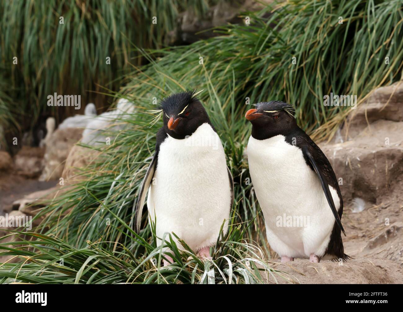 Two Rockhopper penguins standing in tussac grass on a coastal area of the Falkland Islands. Stock Photo