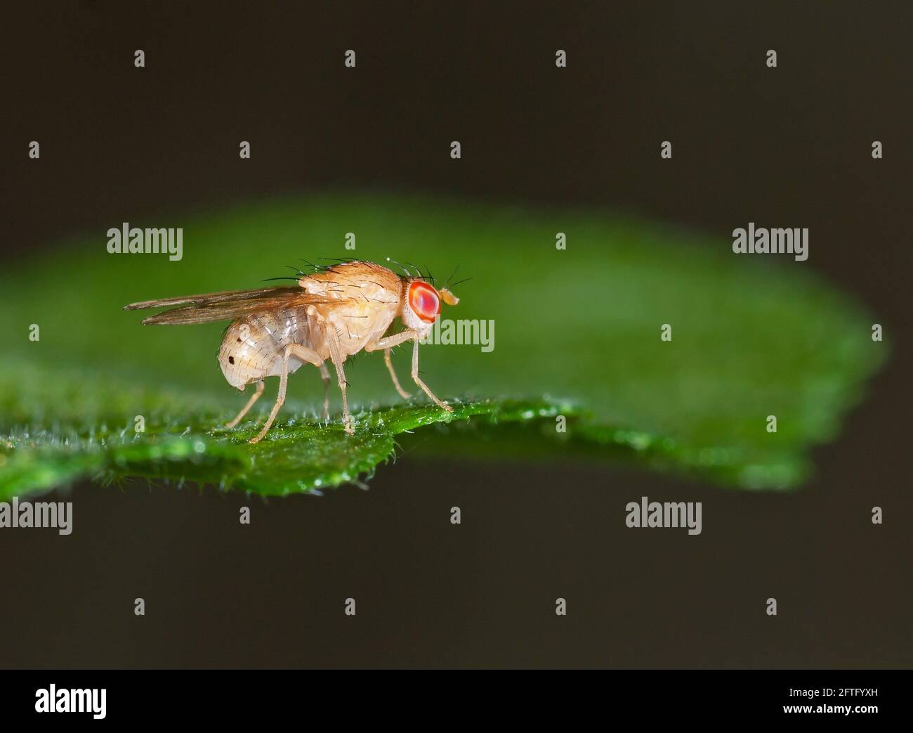 Drosophila Melanogaster, Fruit Fly Stock Photo Alamy