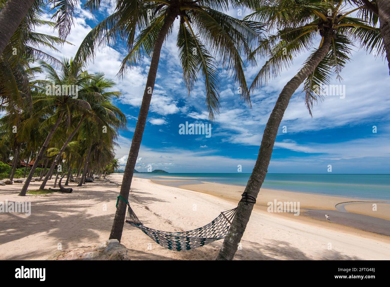 Hammock between palm trees Stock Photo Alamy
