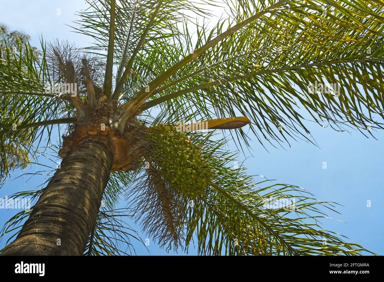Jerivá palm tree, Syagrus romanzoffiana Stock Photo