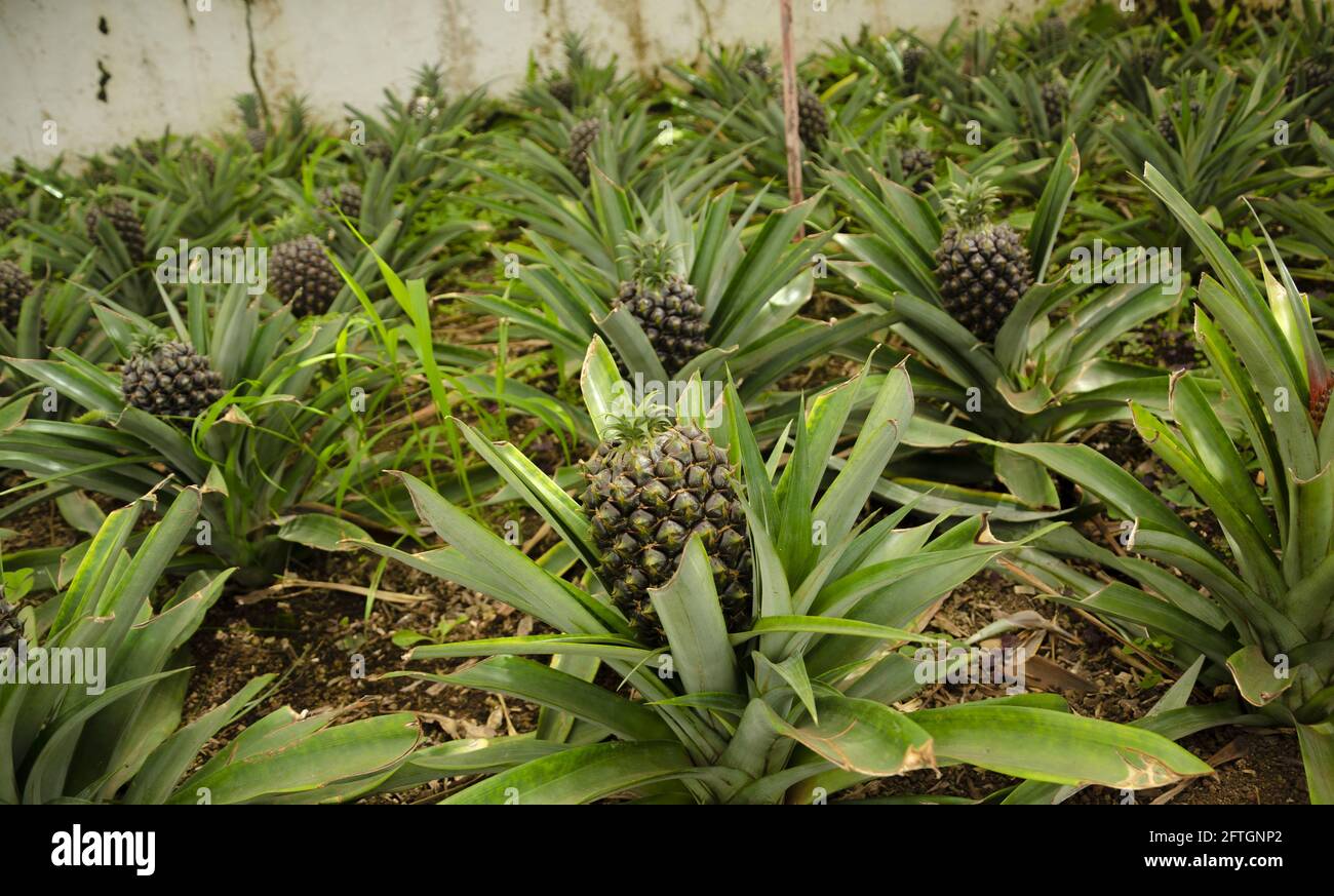 Pineapple plant flower tree hires stock photography and images Alamy