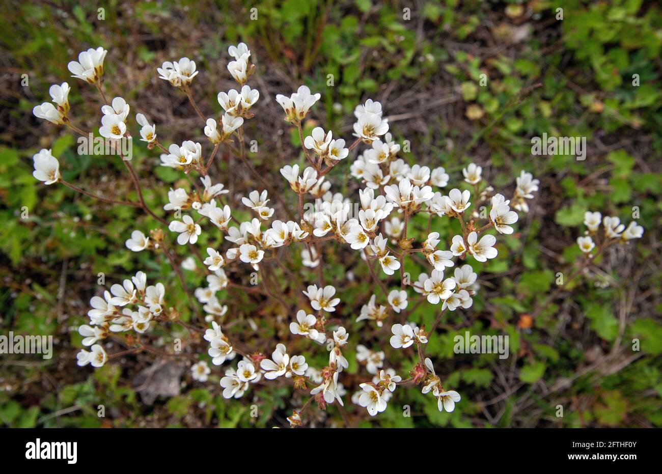 White Meadow saxifrage flowers in maj Stock Photo