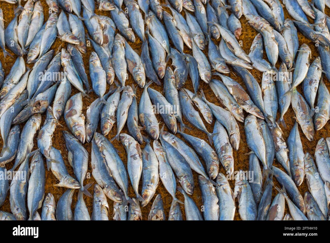 Fish laid out to dry closeup. Fish market in Negombo, Sri Lanka Stock