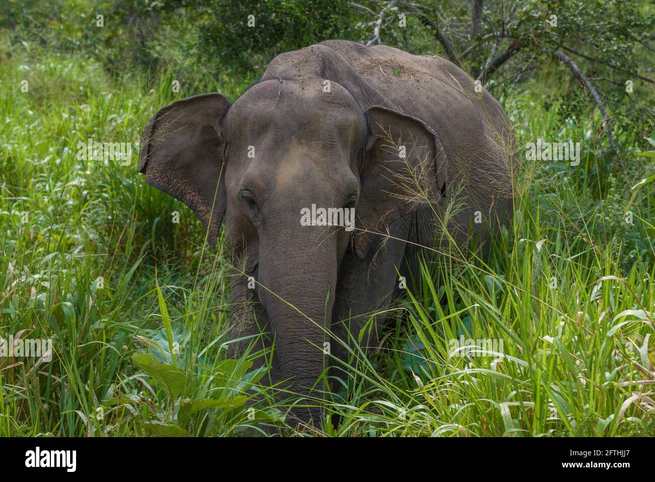 Wild Ceylon elephant (Elephas maximus maximus) in thickets on a sunny day. Sri Lanka Stock Photo