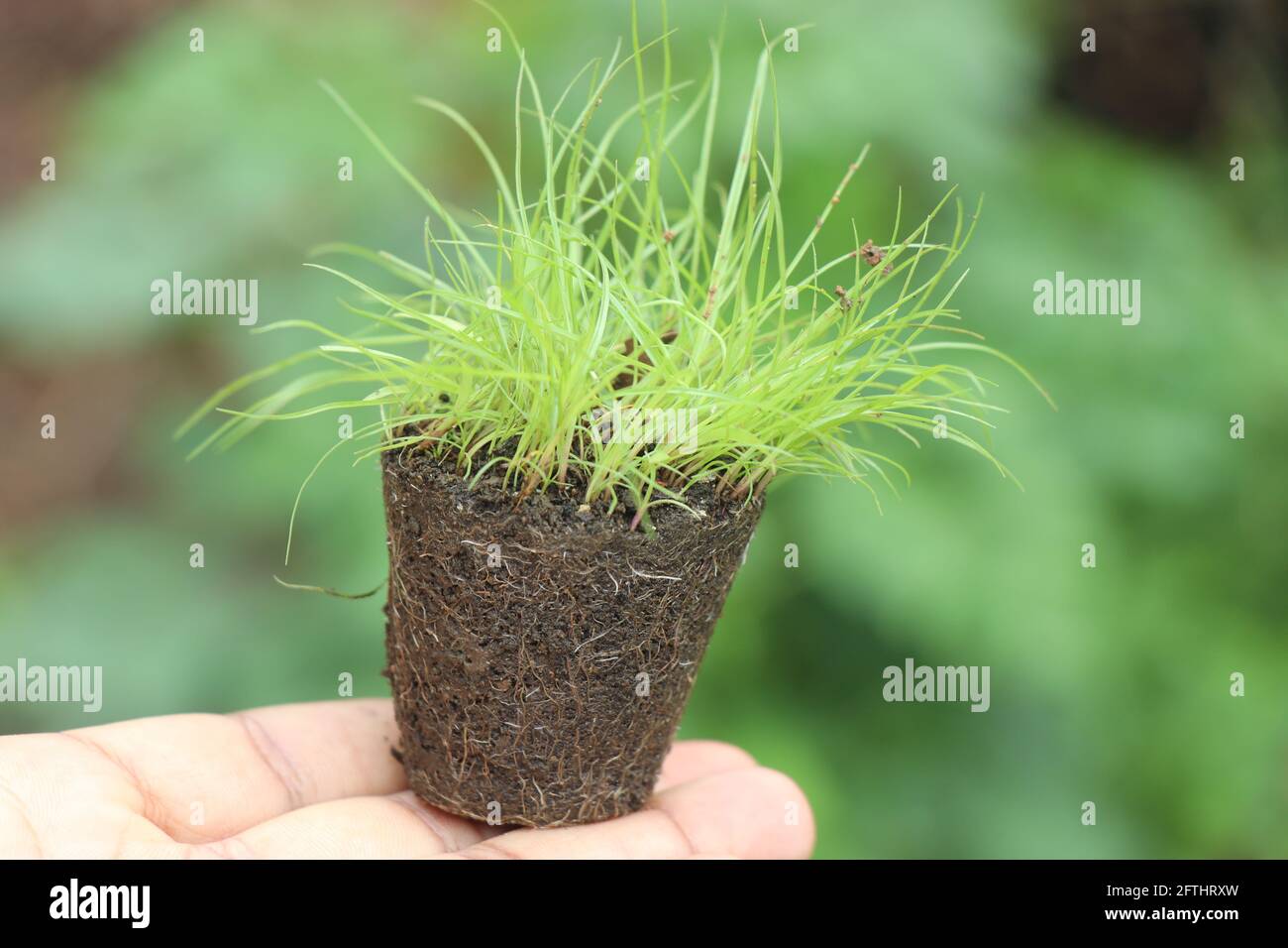 Small pot shaped soil with group of fresh green grass plant taken out from germination tray held in hand Stock Photo