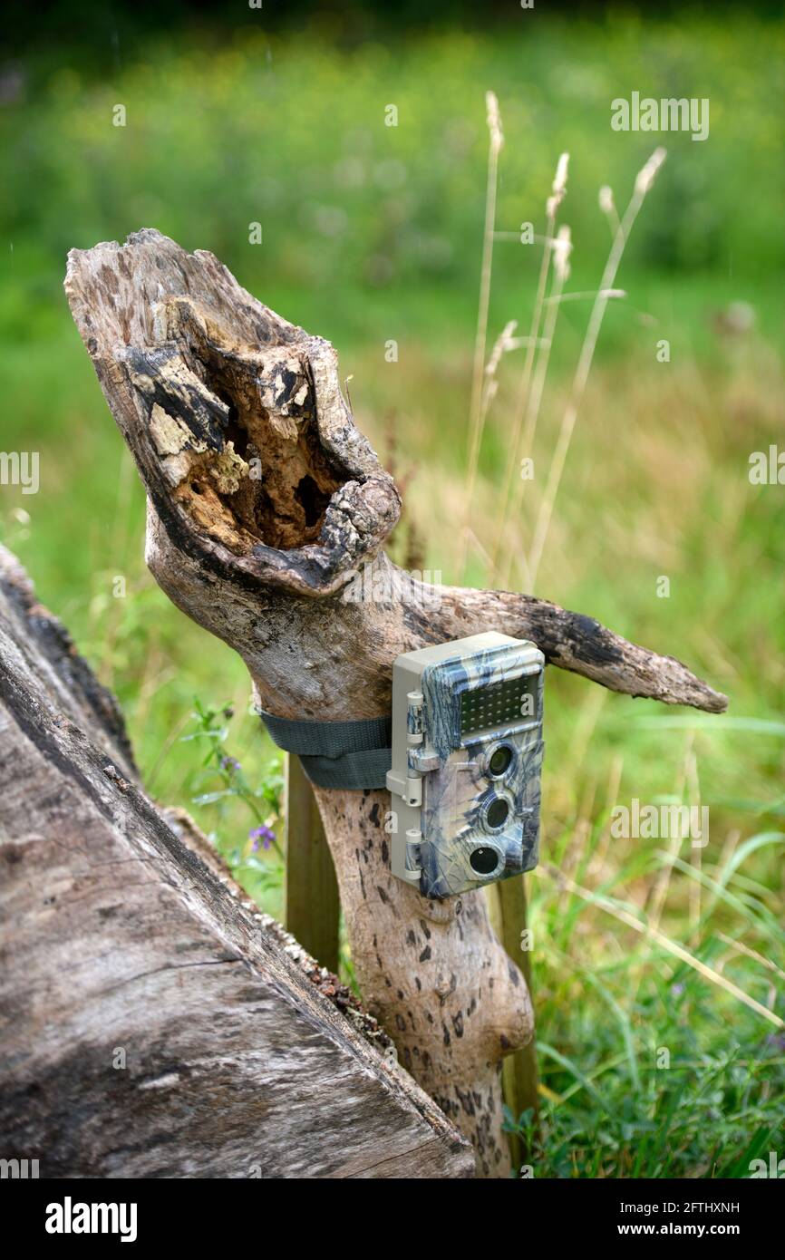 A trail camera mounted on a dead tree. Stock Photo