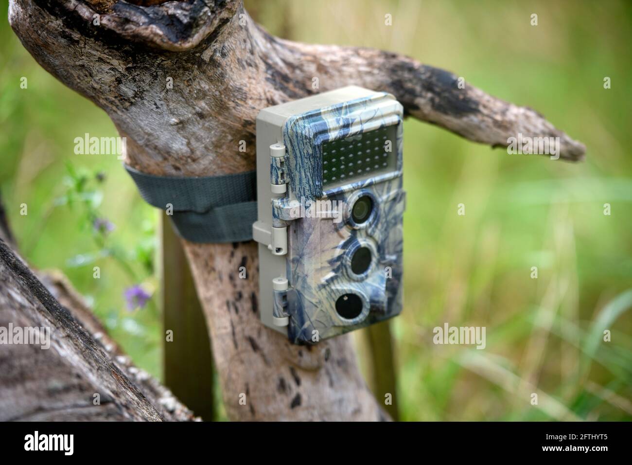 A trail camera mounted on a dead tree. Stock Photo