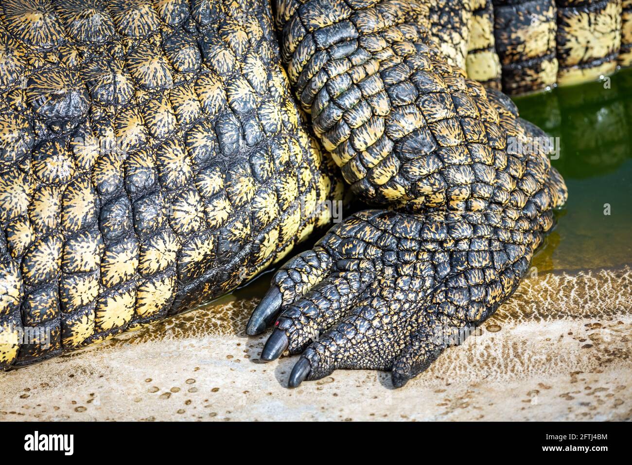 Closeup of crocodile skin texture Stock Photo