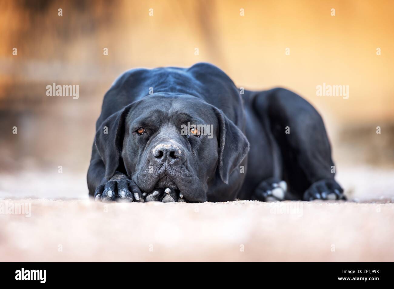Black dog breed Cane Corso lies on the ground Stock Photo