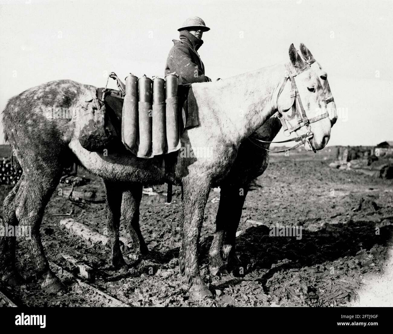 World War One, WWI, Western Front - Horses carrying field gun ammunition across country in the mud, France Stock Photo