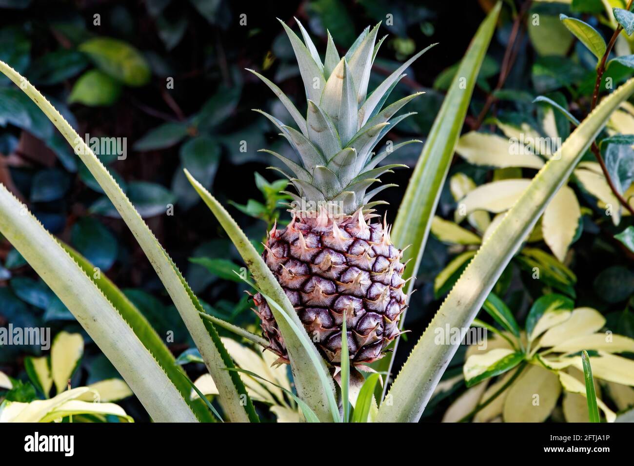 Growing pineapple aka Ananas comosus tropical plant from the Bromeliaceae family. South American cultivated in Palm Beach Florida near Broward County, Stock Photo