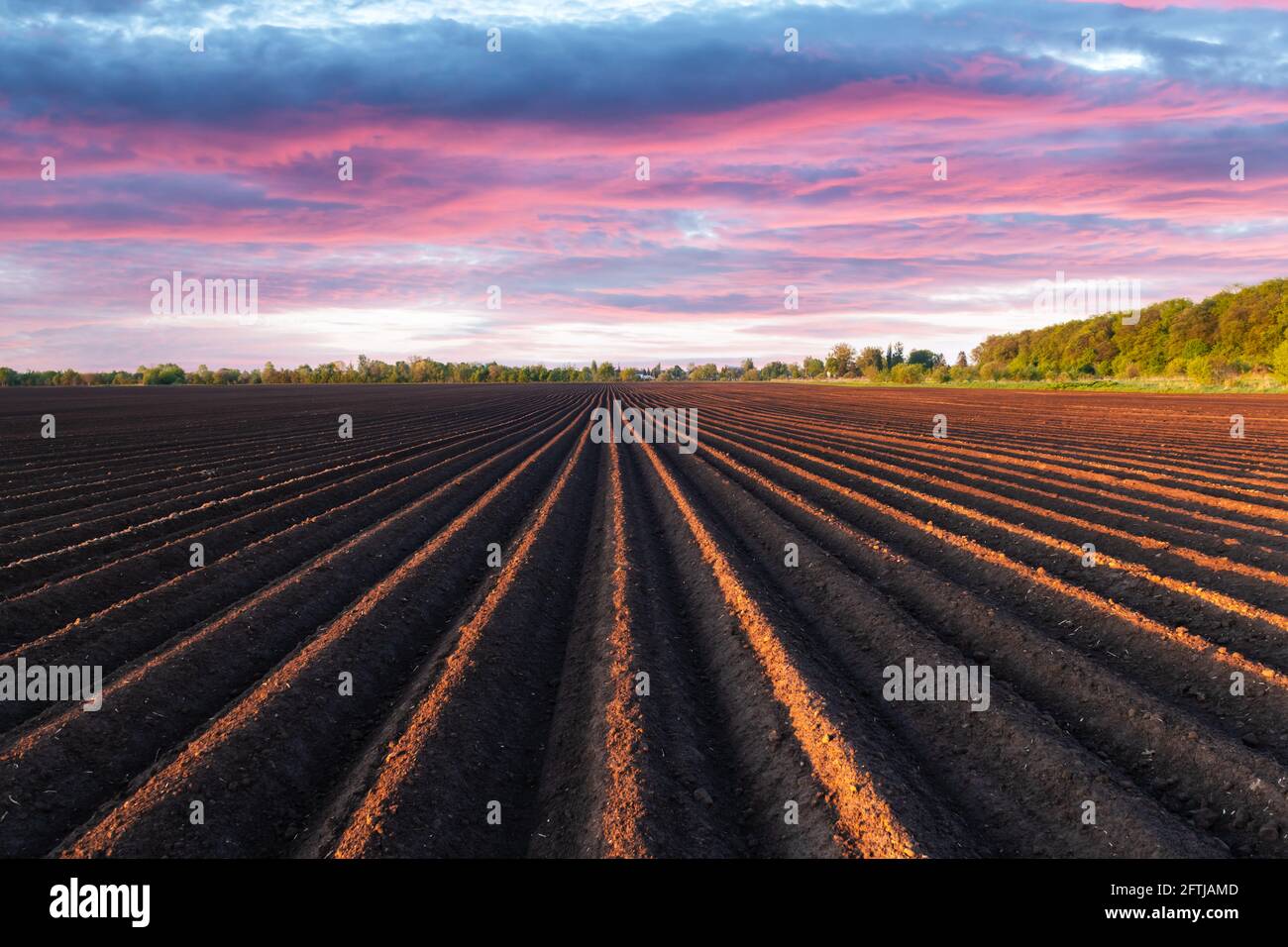 Agricultural field with even rows in the spring Stock Photo