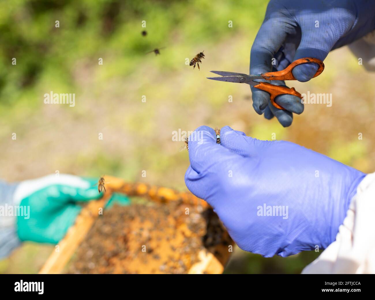 Clipping a queen bee hires stock photography and images Alamy