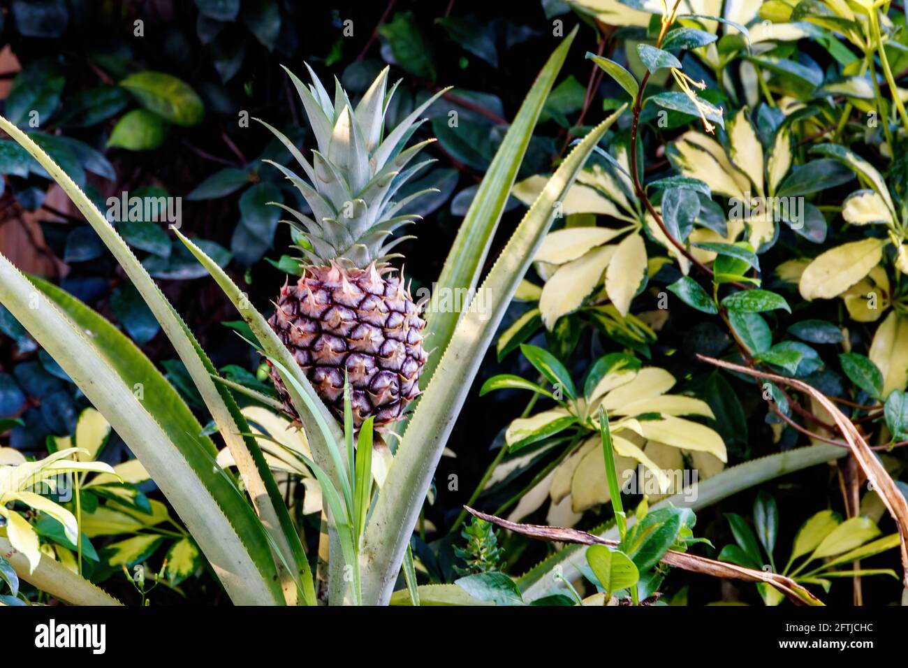 Growing pineapple aka Ananas comosus tropical plant from the Bromeliaceae family. South American cultivated in Palm Beach Florida near Broward County, Stock Photo