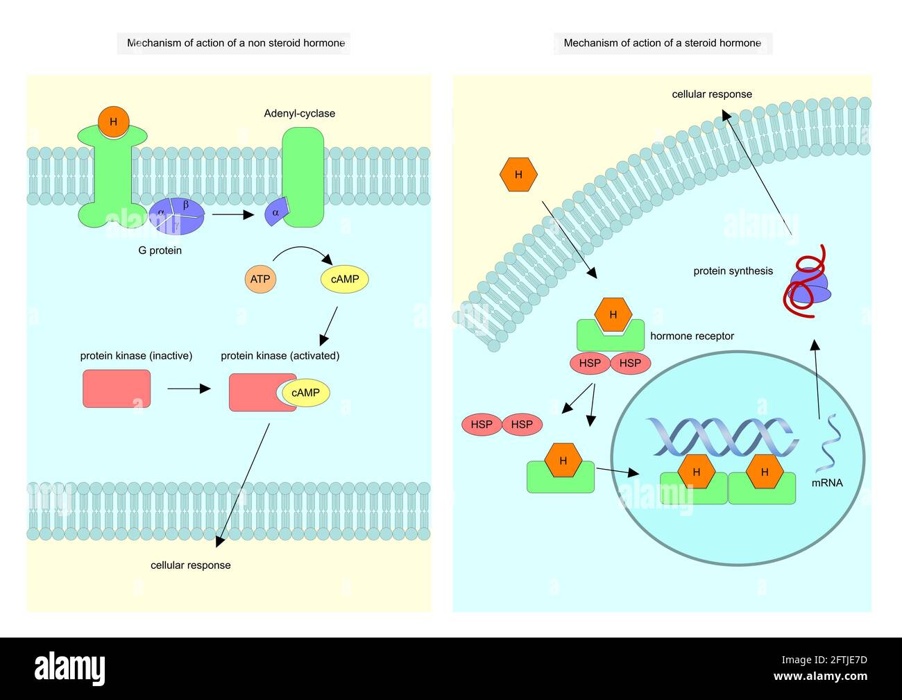 Mechanism Of Action Cut Out Stock Images & Pictures - Alamy